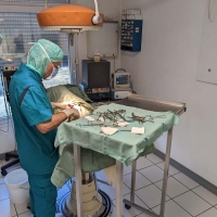 chirurgie animale veto annecy